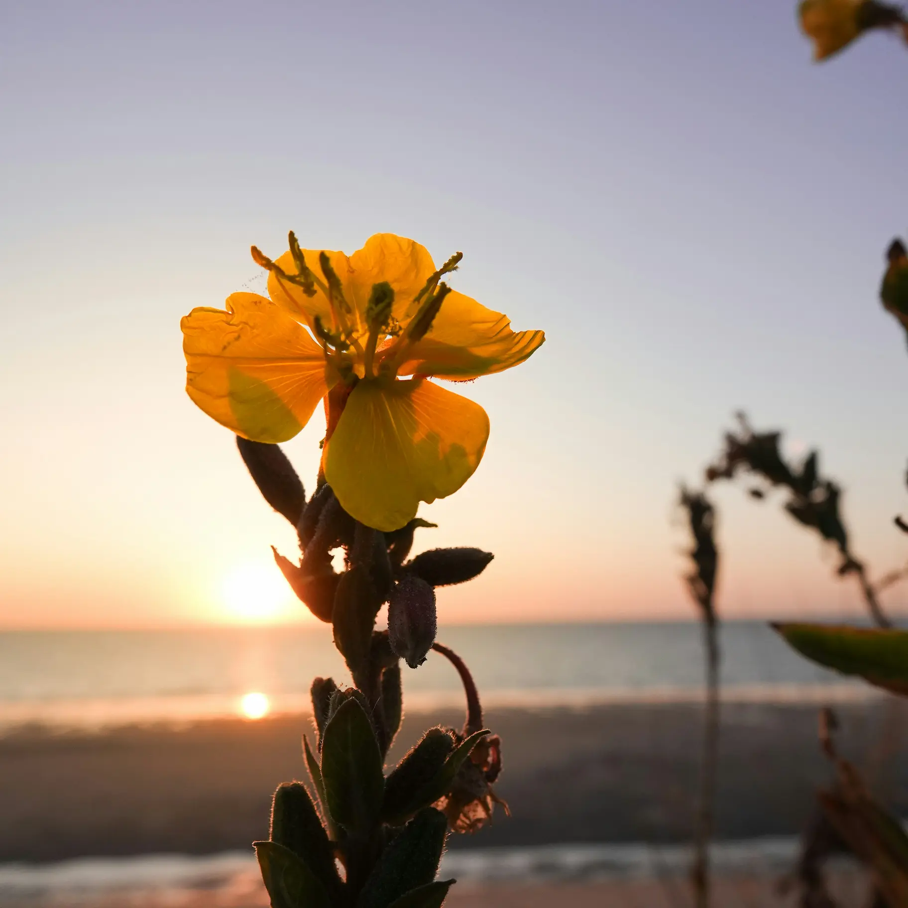 celina-castor-OQkuahbIqpE-unsplash Orange flower in soft evening light