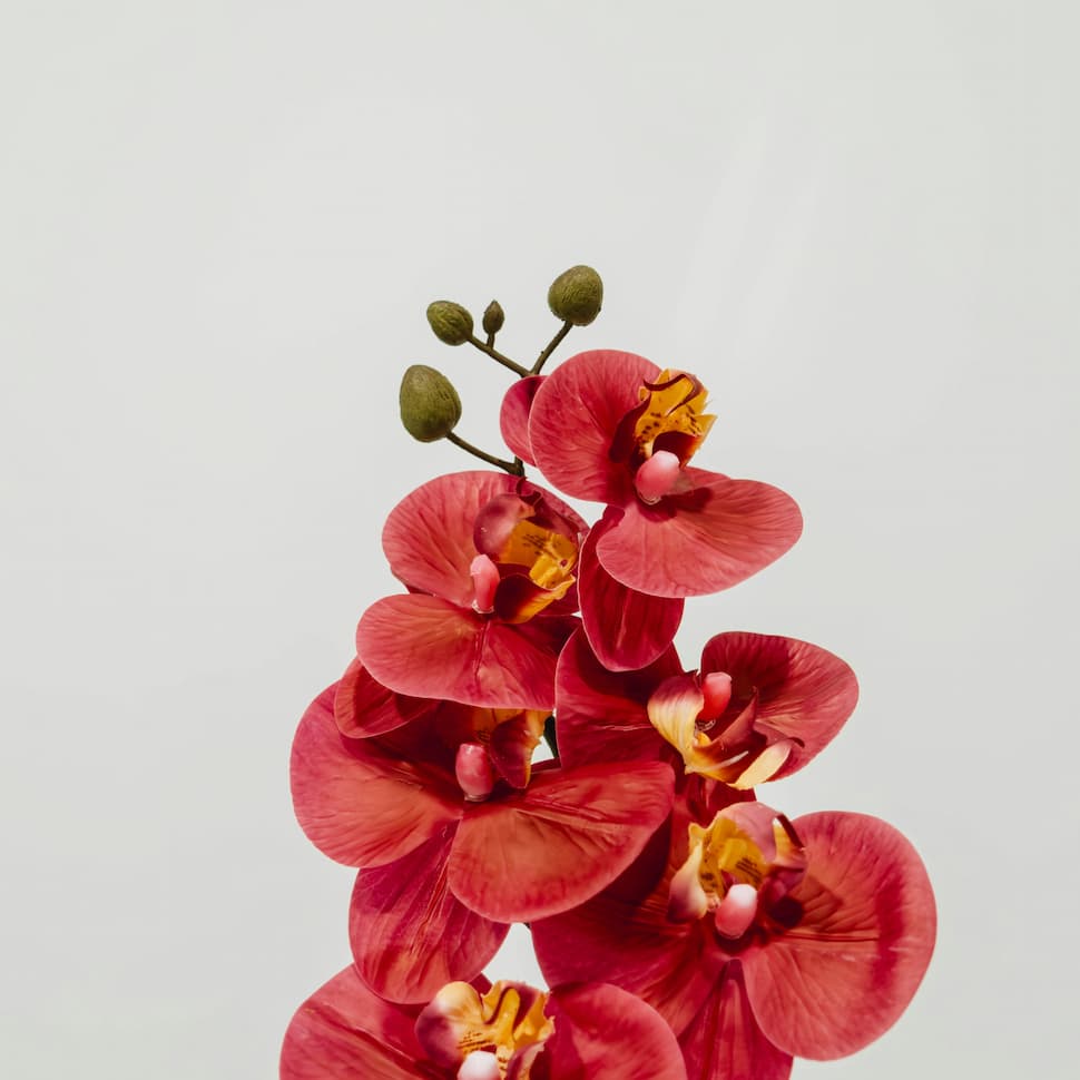 mathilde-langevin-H-CyL_HiBEY-unsplash (1) (1) Red orchid flowers on a neutral background