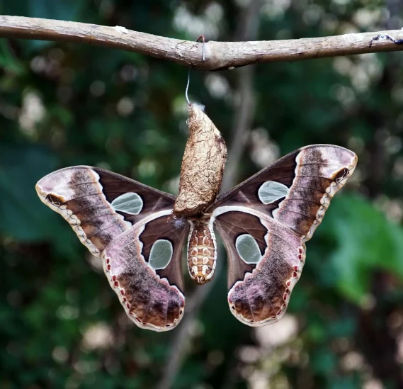 about_me_-_2nd_option Butterfly resting on a branch in nature